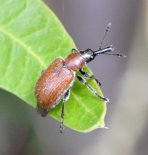 Lasiorhynchites coeruleocephalus